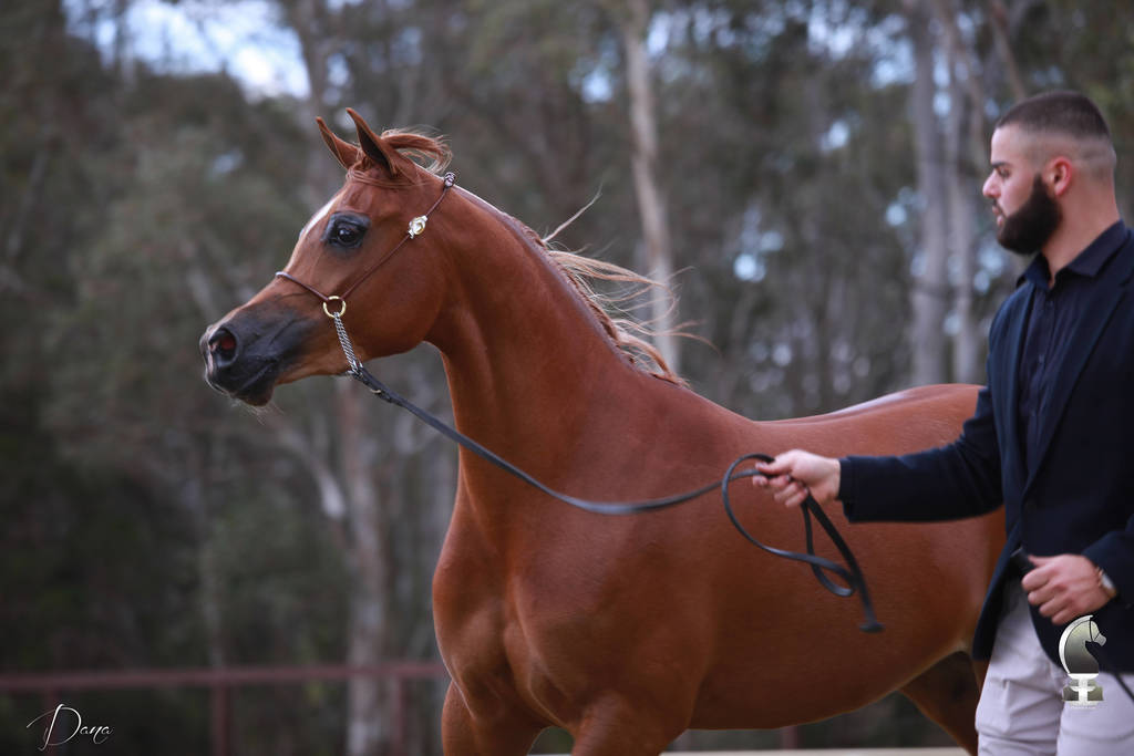 NSW ARABIAN STATE TITLES - SYDNEY AUSTRALIA