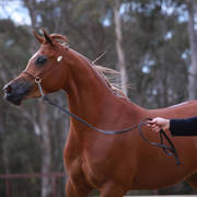 NSW ARABIAN STATE TITLES - SYDNEY AUSTRALIA