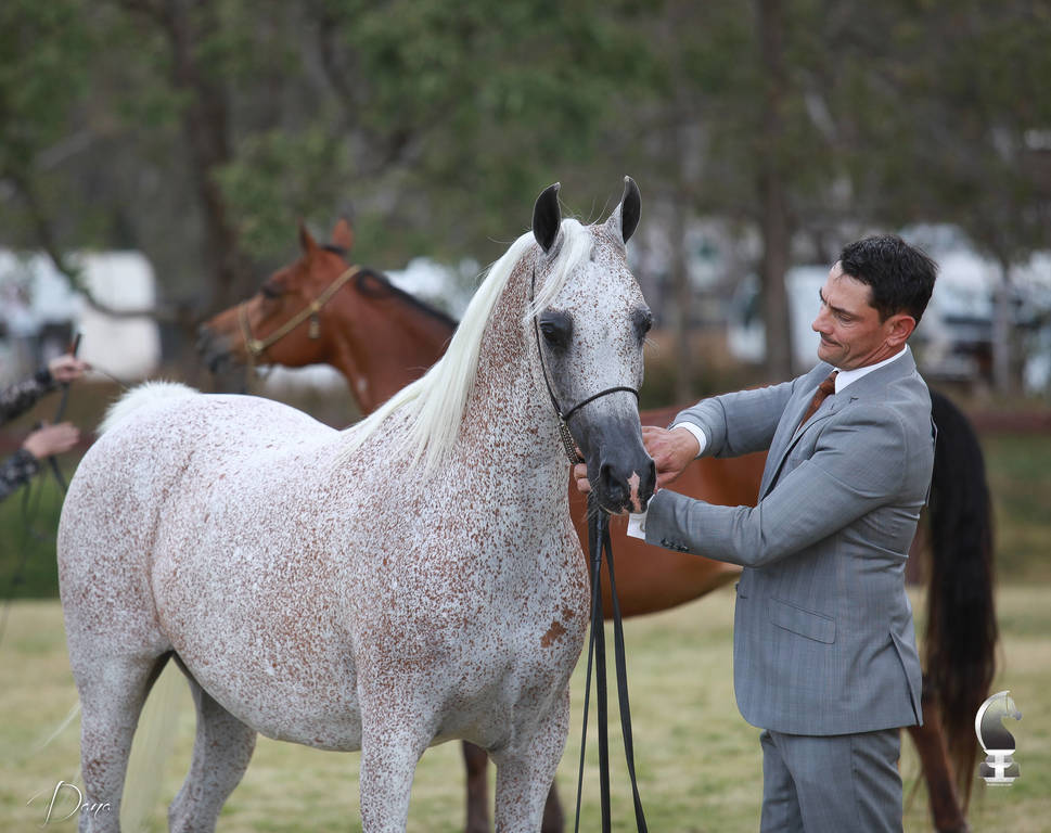 NSW ARABIAN STATE TITLES - SYDNEY AUSTRALIA