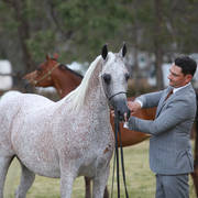 NSW ARABIAN STATE TITLES - SYDNEY AUSTRALIA