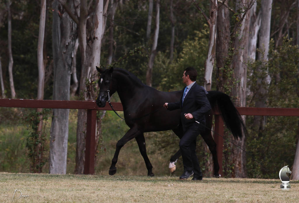 NSW ARABIAN STATE TITLES - SYDNEY AUSTRALIA