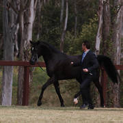 NSW ARABIAN STATE TITLES - SYDNEY AUSTRALIA