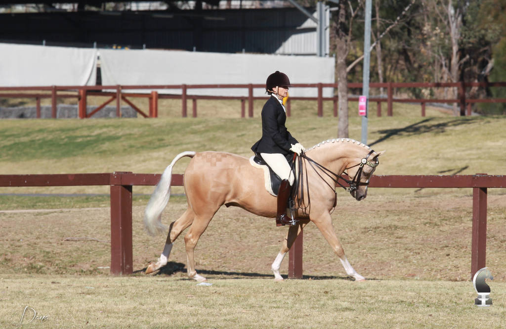 NSW ARABIAN STATE TITLES - SYDNEY AUSTRALIA