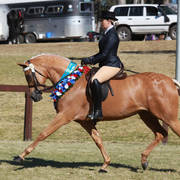 NSW ARABIAN STATE TITLES - SYDNEY AUSTRALIA