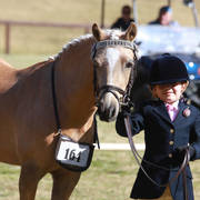 NSW ARABIAN STATE TITLES - SYDNEY AUSTRALIA