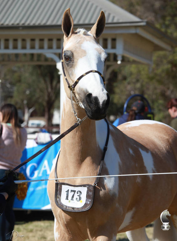 NSW ARABIAN STATE TITLES - SYDNEY AUSTRALIA