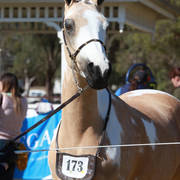 NSW ARABIAN STATE TITLES - SYDNEY AUSTRALIA