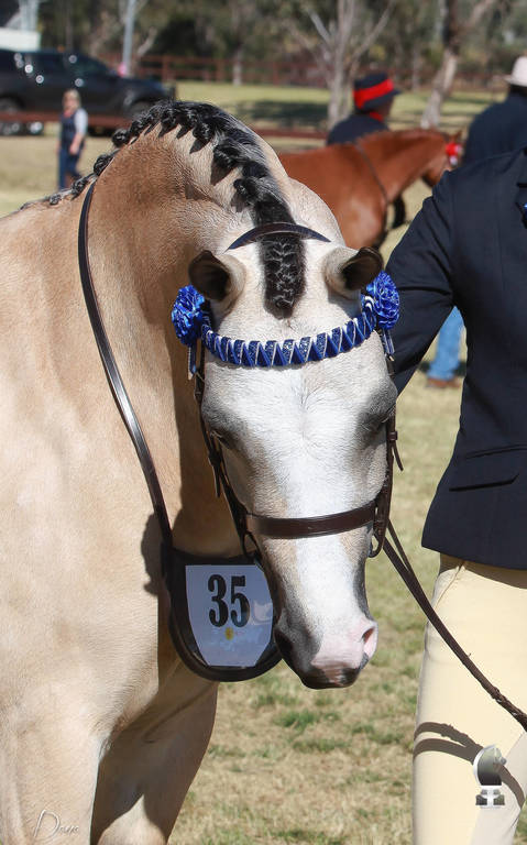 NSW ARABIAN STATE TITLES - SYDNEY AUSTRALIA