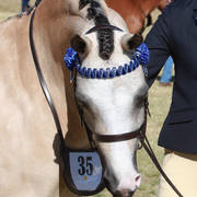 NSW ARABIAN STATE TITLES - SYDNEY AUSTRALIA