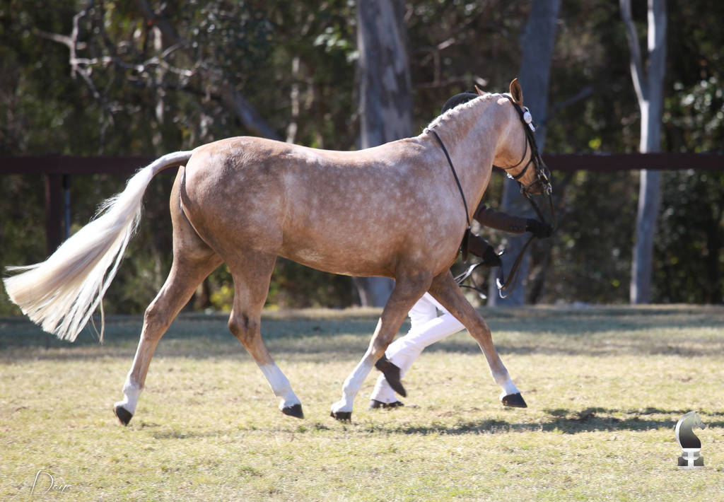 NSW ARABIAN STATE TITLES - SYDNEY AUSTRALIA
