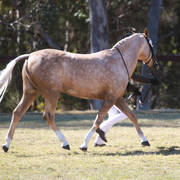 NSW ARABIAN STATE TITLES - SYDNEY AUSTRALIA