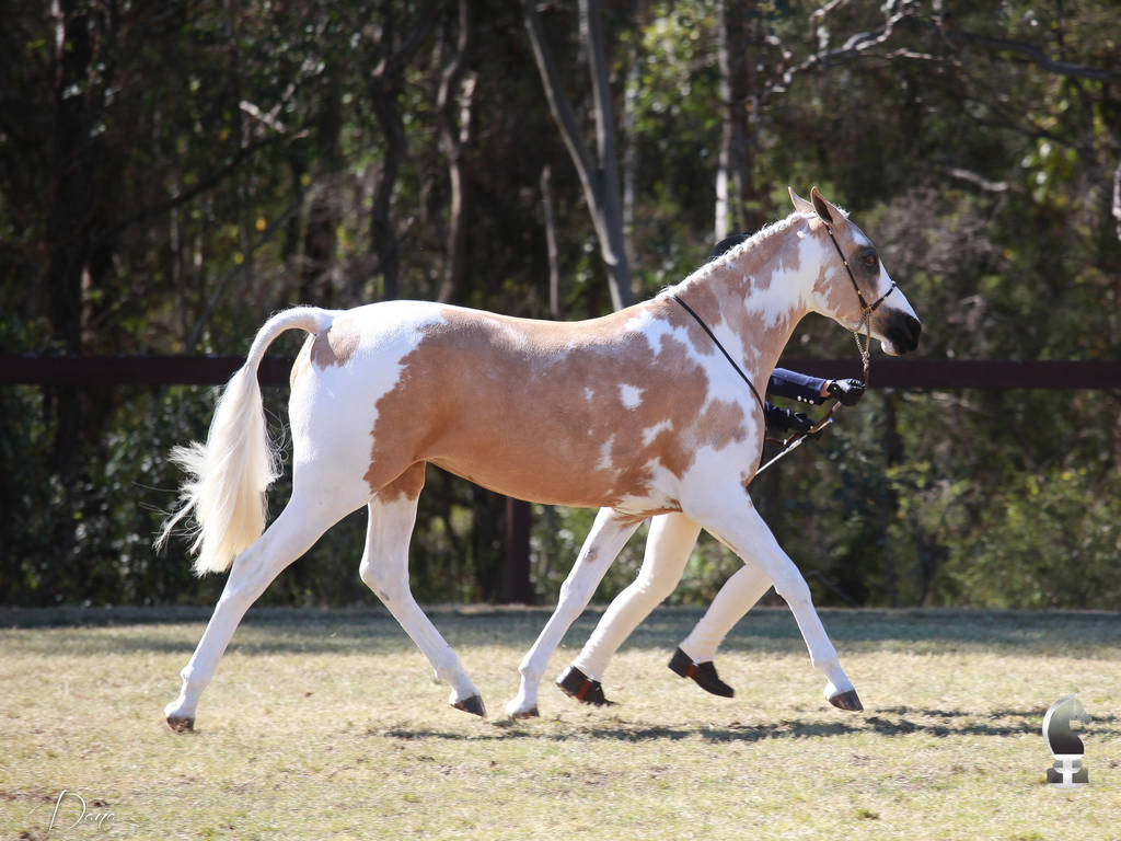 NSW ARABIAN STATE TITLES - SYDNEY AUSTRALIA