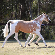 NSW ARABIAN STATE TITLES - SYDNEY AUSTRALIA