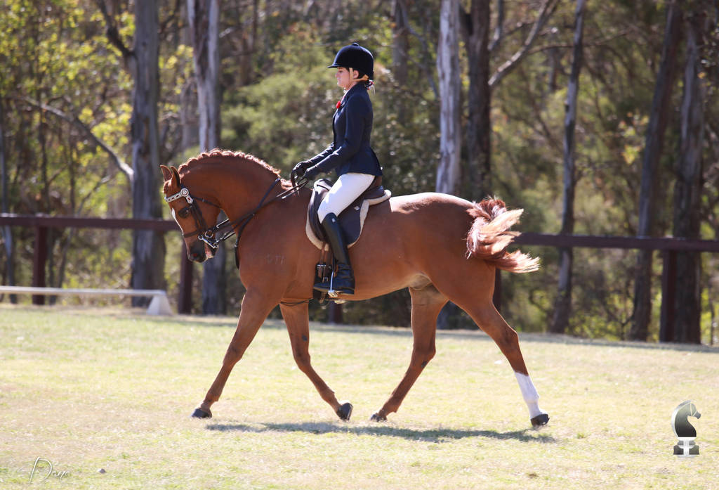 NSW ARABIAN STATE TITLES - SYDNEY AUSTRALIA