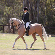 NSW ARABIAN STATE TITLES - SYDNEY AUSTRALIA
