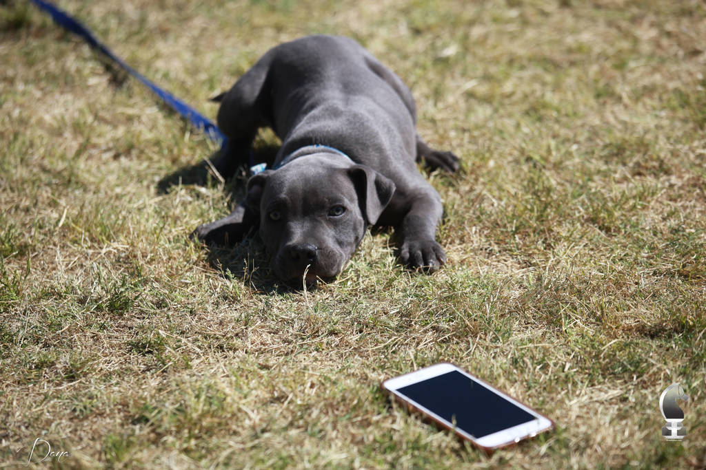 NSW ARABIAN STATE TITLES - SYDNEY AUSTRALIA