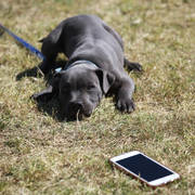 NSW ARABIAN STATE TITLES - SYDNEY AUSTRALIA