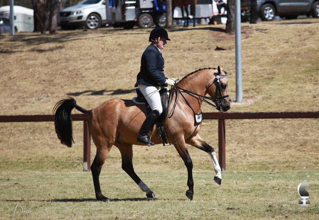 NSW ARABIAN STATE TITLES - SYDNEY AUSTRALIA