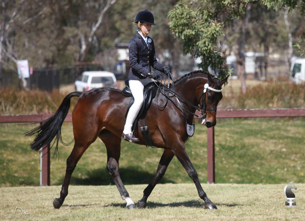 NSW ARABIAN STATE TITLES - SYDNEY AUSTRALIA