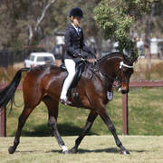 NSW ARABIAN STATE TITLES - SYDNEY AUSTRALIA