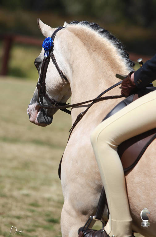 NSW ARABIAN STATE TITLES - SYDNEY AUSTRALIA