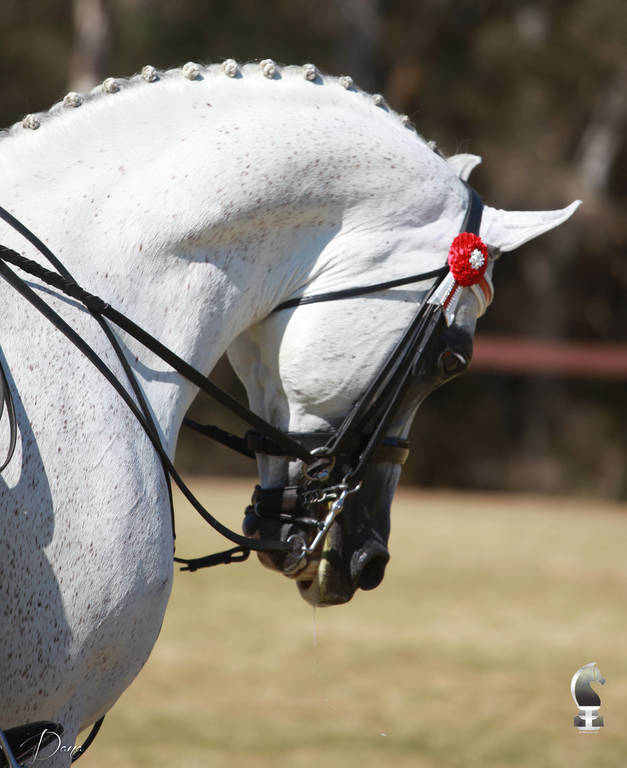 NSW ARABIAN STATE TITLES - SYDNEY AUSTRALIA