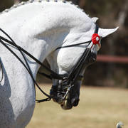 NSW ARABIAN STATE TITLES - SYDNEY AUSTRALIA