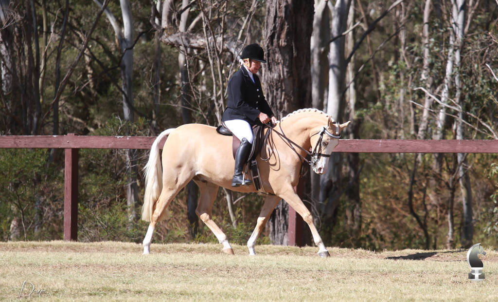NSW ARABIAN STATE TITLES - SYDNEY AUSTRALIA