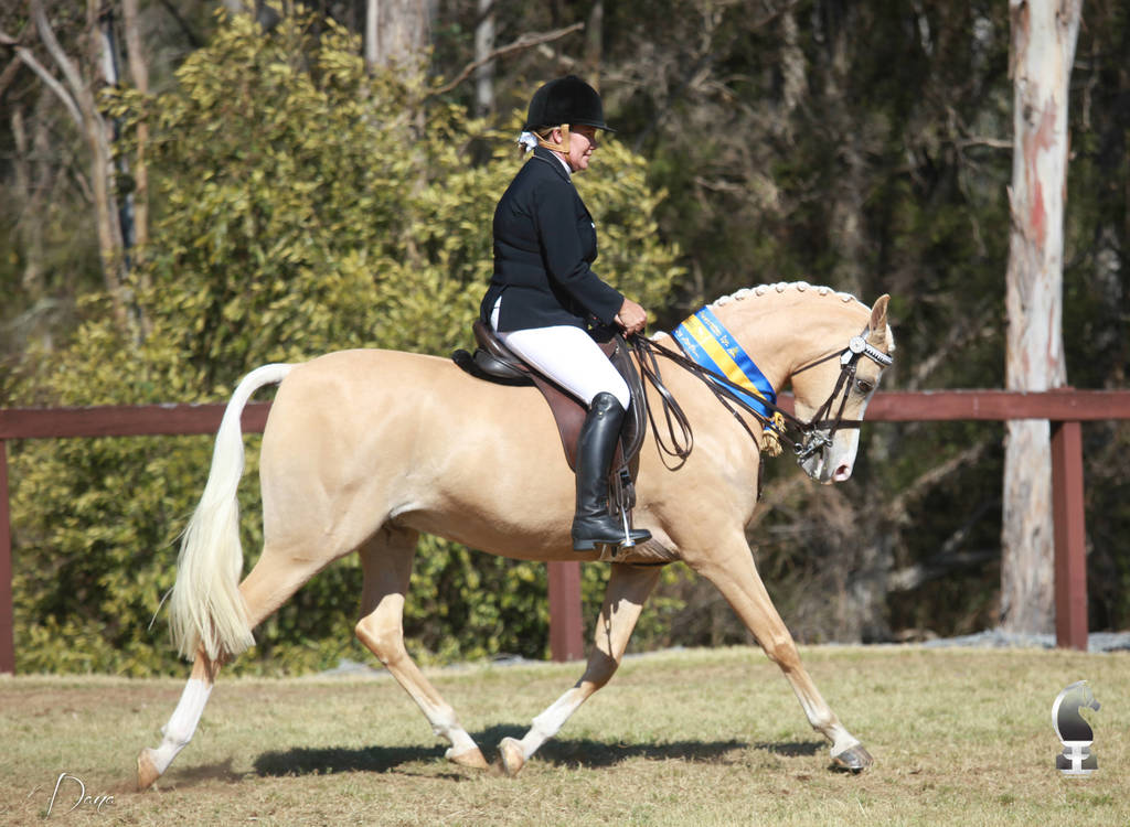 NSW ARABIAN STATE TITLES - SYDNEY AUSTRALIA
