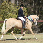 NSW ARABIAN STATE TITLES - SYDNEY AUSTRALIA