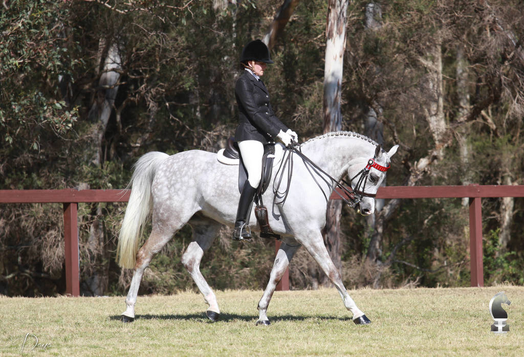 NSW ARABIAN STATE TITLES - SYDNEY AUSTRALIA