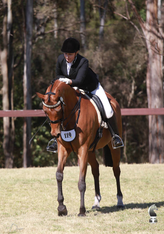 NSW ARABIAN STATE TITLES - SYDNEY AUSTRALIA