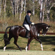 NSW ARABIAN STATE TITLES - SYDNEY AUSTRALIA