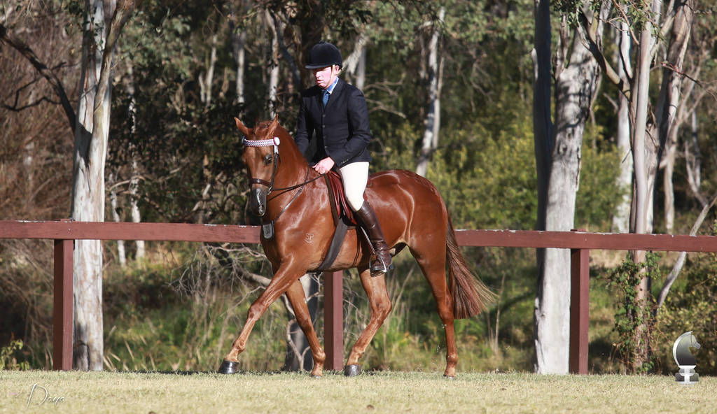NSW ARABIAN STATE TITLES - SYDNEY AUSTRALIA