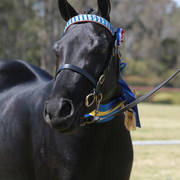 NSW ARABIAN STATE TITLES - SYDNEY AUSTRALIA