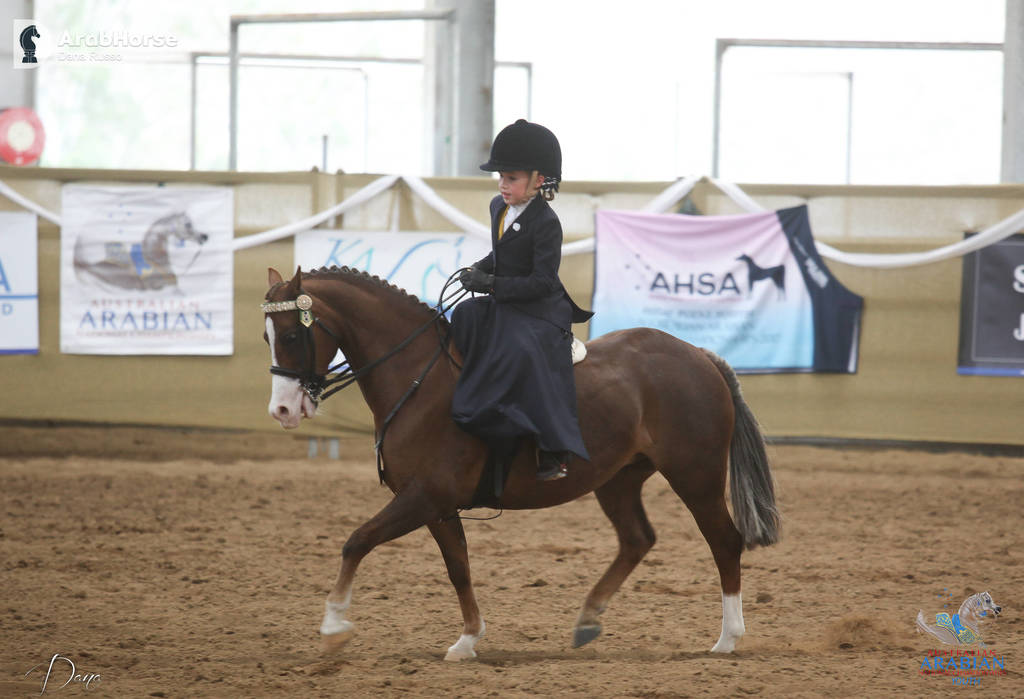 Youth Arabian National Championships