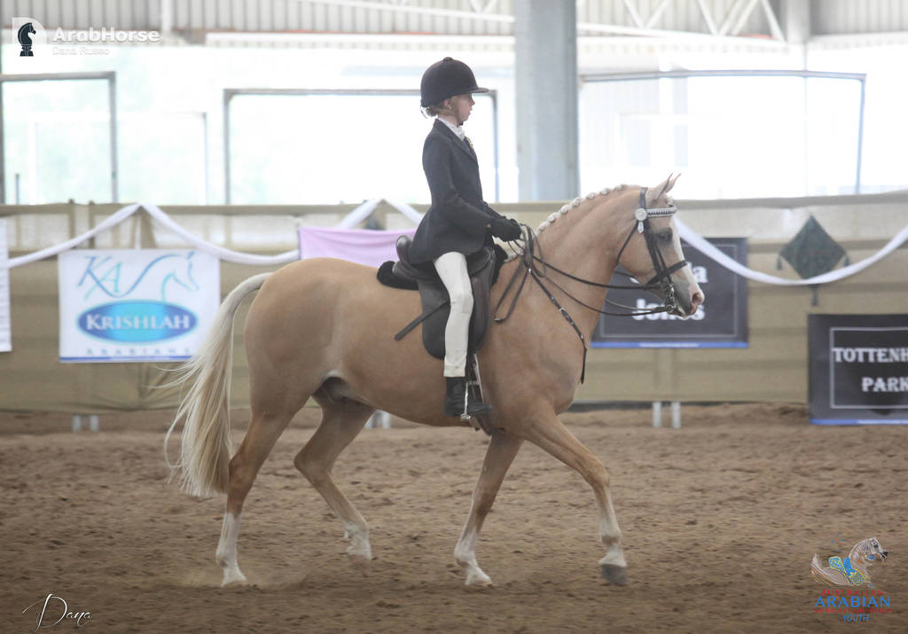 Youth Arabian National Championships