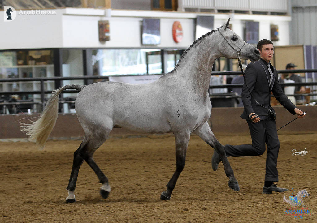 Youth Arabian National Championships
