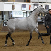 Youth Arabian National Championships