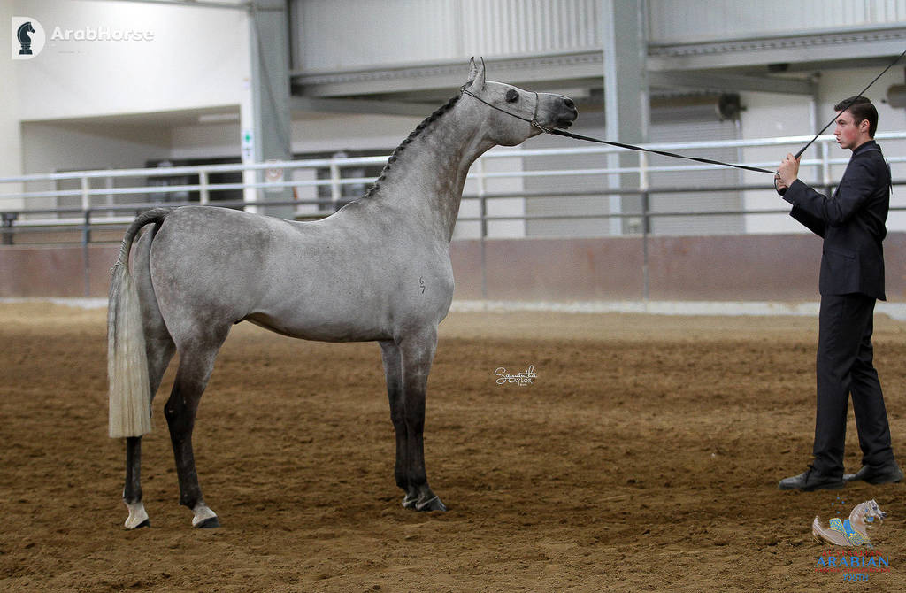 Youth Arabian National Championships