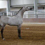 Youth Arabian National Championships