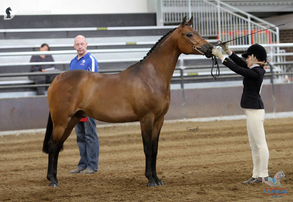 Youth Arabian National Championships