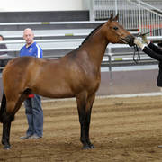 Youth Arabian National Championships