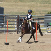 Youth Arabian National Championships