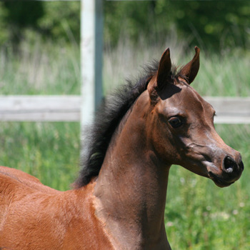 Copper Creek Arabians
