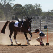 Youth Arabian National Championships