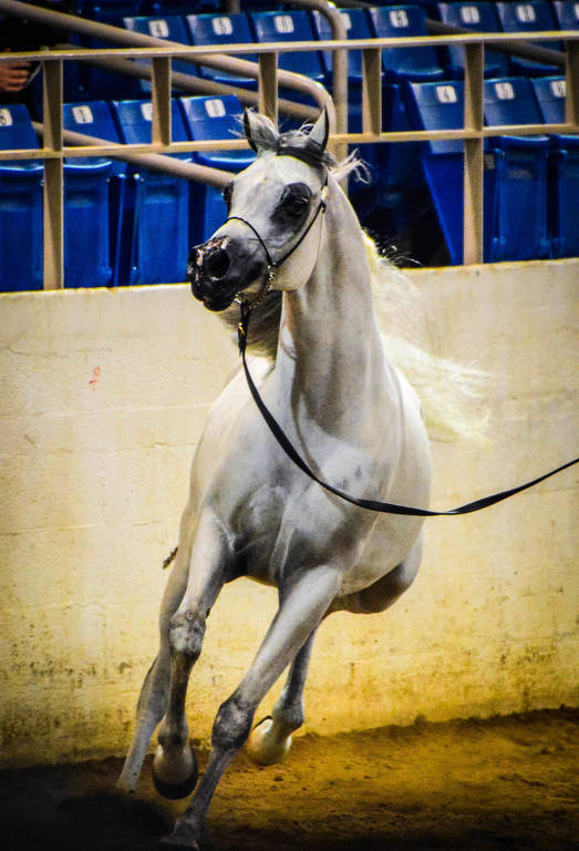 Arabian National Breeder Finals - 2017
