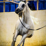 Arabian National Breeder Finals - 2017