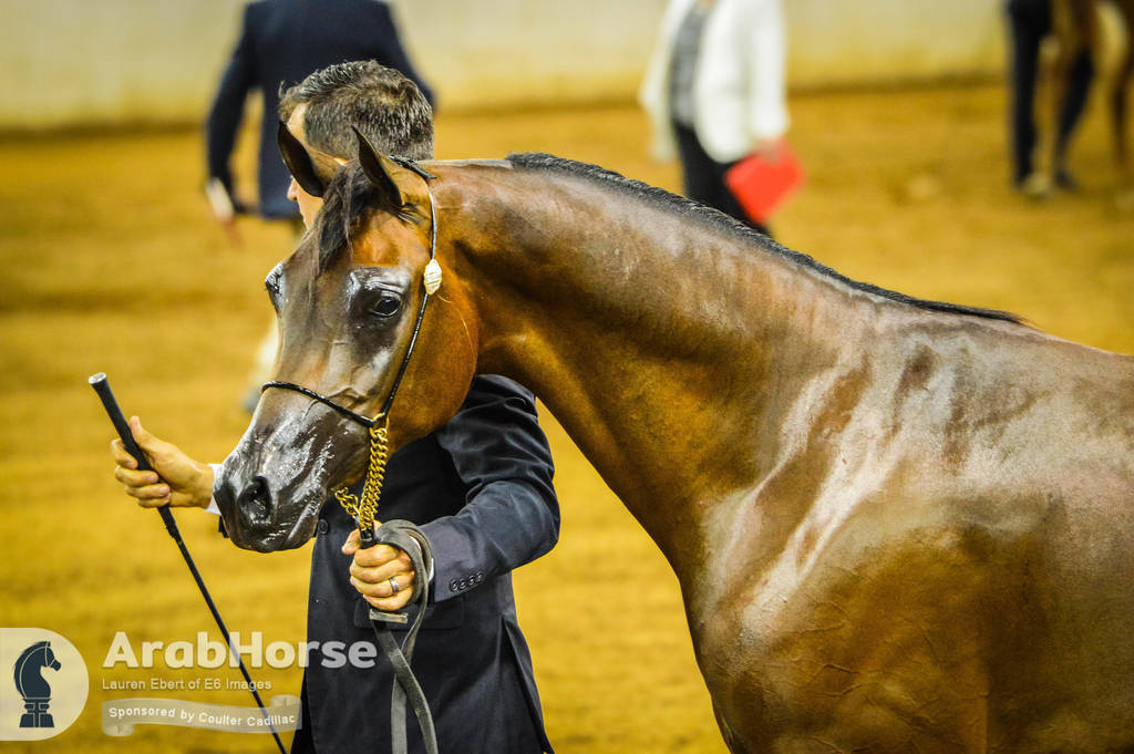 Arabian National Breeder Finals - 2017