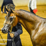 Arabian National Breeder Finals - 2017